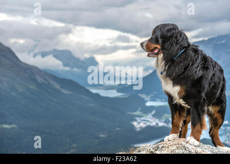 Männliche Berner Sennenhund vor dem Engadin, Muottas Muragl, Schweiz Stockfoto