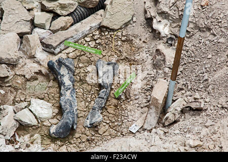 Cleveland, Utah - ein Allosaurus Femur und Tibia im Cleveland-Lloyd Dinosaurier Steinbruch gefunden. Stockfoto