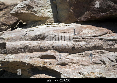 Cleveland, Utah - eine partielle Rippe Sauropod im Cleveland-Lloyd Dinosaurier Steinbruch. Stockfoto