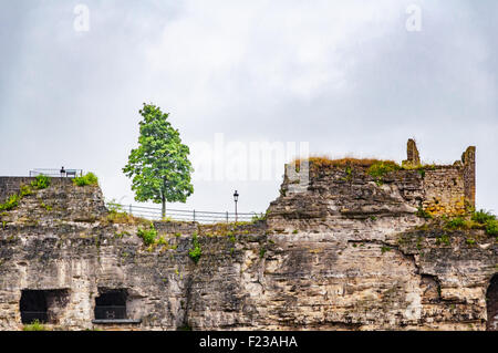 Grüner Baum in Luxemburg Stockfoto