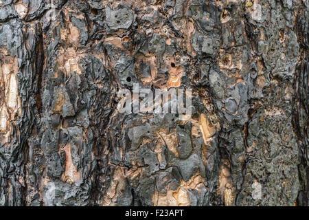 Nahaufnahme Detail und Textur einer verbrannten Rinde Stockfoto