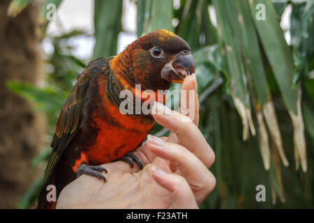 Dusky Lori behandelt und die Personen Finger lecken. Stockfoto