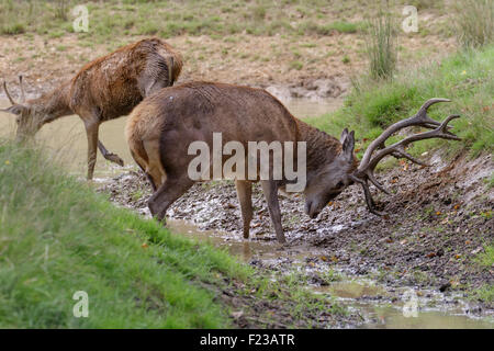 Rotwild Brunft Hirsch (Cervus Elaphus) sein Geweih im Schlamm reiben. Stockfoto