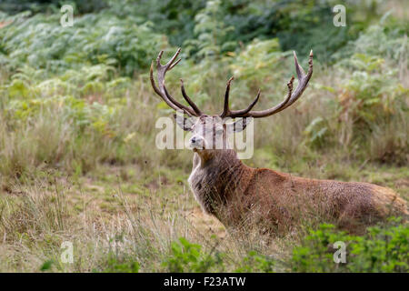 Eine Warnung Rotwild-Hirsch im Unterholz. Stockfoto