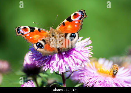 Tagpfauenauge auf Bergaster Stockfoto