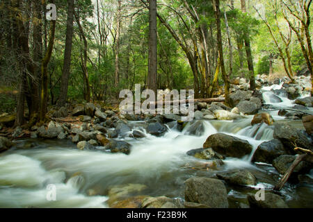 Herrliche Sicht auf Fluss fließt über die Felsen im Wald, Yosemite-Nationalpark, Kalifornien, Vereinigte Staaten von Amerika Stockfoto