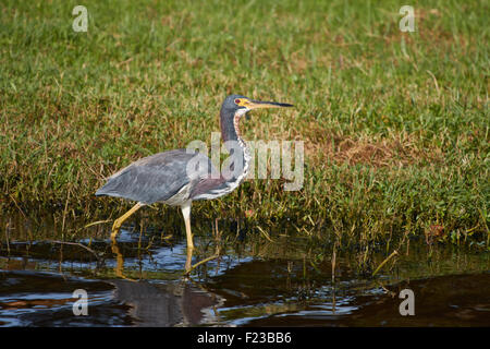 Dreifarbige Heron (egretta tricolor) waten an den Rand des Wassers Stockfoto