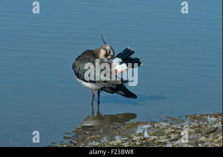 Kiebitz Vanellus Vanellus, putzen. UK Stockfoto