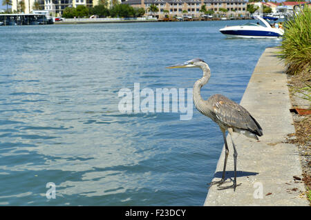 Graureiher Ardea Cinerea lateinischer name Stockfoto