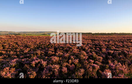 Norland, Halifax, West Yorkshire, Großbritannien 10. September 2015. Großbritannien Wetter Heather in Blüte bei Sonnenuntergang. Bildnachweis: Christopher Smith/Alamy Live News Stockfoto