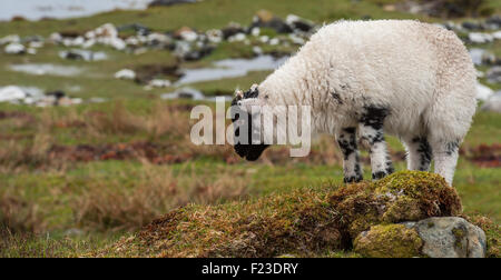 Lamm auf einem felsigen Hügel Gras Weiden Stockfoto