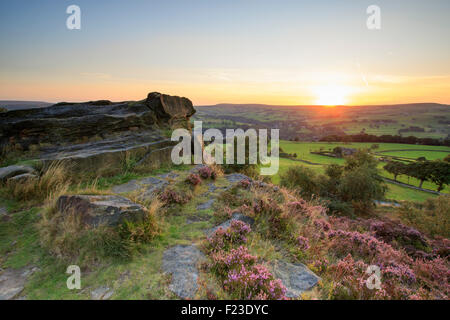 Norland, Halifax, West Yorkshire, Großbritannien 10. September 2015. Großbritannien Wetter Heather in Blüte bei Sonnenuntergang. Bildnachweis: Christopher Smith/Alamy Live News Stockfoto