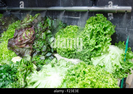 Grüner Salat auf einem Display mit Wasserspray Stockfoto