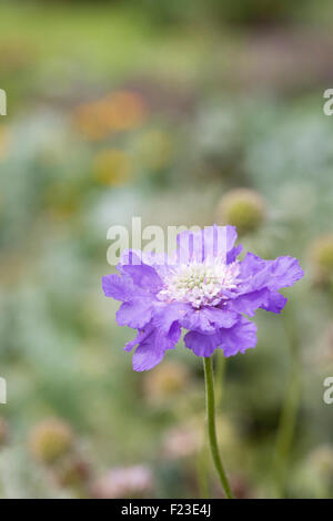 Scabiosa Caucasica 'Clive Greaves' im Garten. Stockfoto