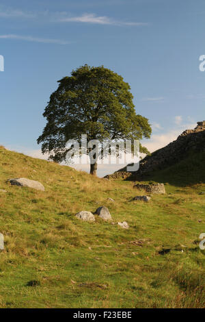 Bergahorn Lücke am Hadrianswall, Northumberland UK Stockfoto