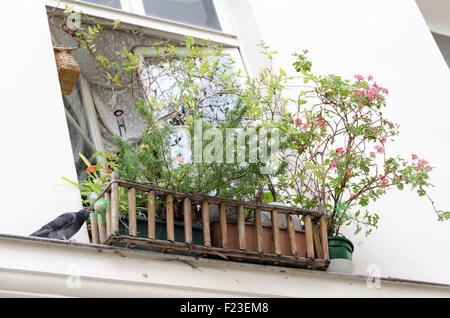 Pflanzen an einem Fenster mit einer Taube und rosa Blüten Stockfoto