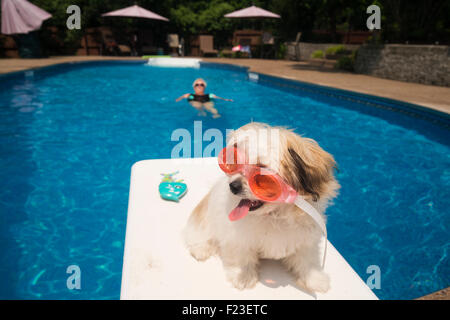 Kleinen weißen Hund sitzt auf dem Sprungbrett zu einem Wohngebiet Schwimmbad rosa Brille, während eine ältere Frau schwebt tragen Stockfoto