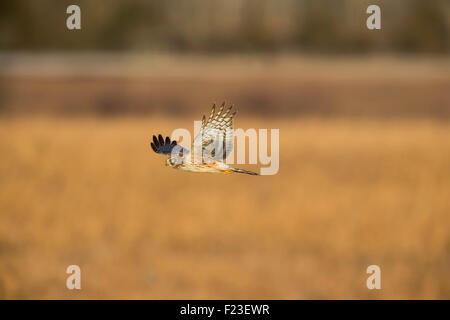 Juvenile Männchen Northern Harrier (Circus Cyaneus) Tiefflug über das Marschland auf der Suche nach Nahrung in Northern New Jersey Stockfoto