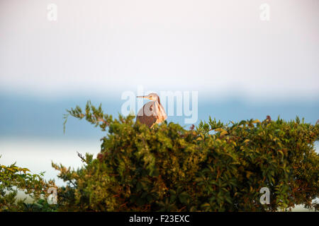 Dreifarbigen Reiher thront eine Spitze eines Baumes in Ocean City, NJ Rookery / Heronery Stockfoto