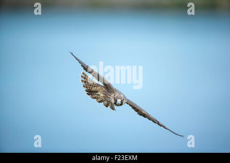 Juvenile Wanderfalke (Falco Peregrinus) fliegen direkt auf - Northern New Jersey Stockfoto