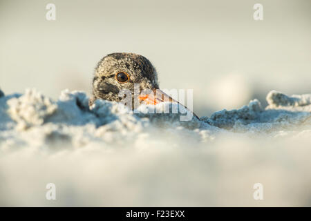 Unreife amerikanischer Austernfischer (Haematopus Palliatus) verstecken sich in den Sand am Strand auf Long Island, New York, USA Stockfoto