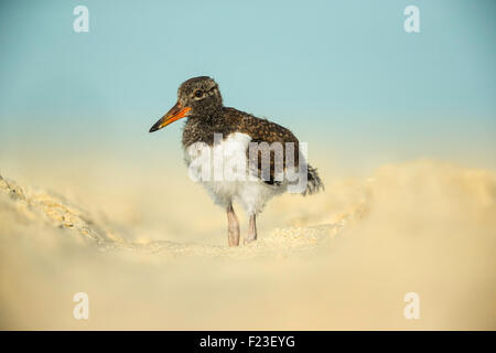 Juvenile amerikanischer Austernfischer (Haematopus Palliatus) stehen am Strand auf Long Island, New York, USA Stockfoto