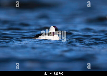 Erwachsene männliche Bufflehead, wandernde kleine Ente schwimmen auf einem See in New Jersey, USA Stockfoto