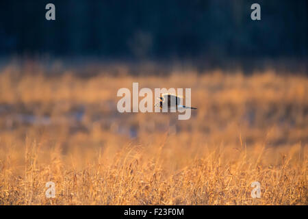 Weibliche Northern Harrier fliegen / Jagd tief über das Marschland in ein goldenes Licht mit einem Wald im Hintergrund Stockfoto