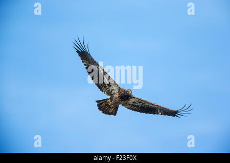 Sub-adult Weißkopfseeadler fliegt / flattern seine Flügel - Maryland, USA Stockfoto