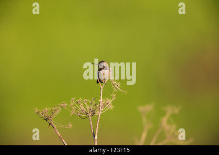 Höhenplan eine Anna Kolibris (Calypte Anna) Stockfoto