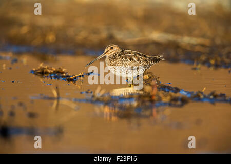 Erwachsenen Wilson's Snipe stehend in einem seichten Wasser zeigt seine Feder in einem wunderschönen goldenen Licht Stockfoto