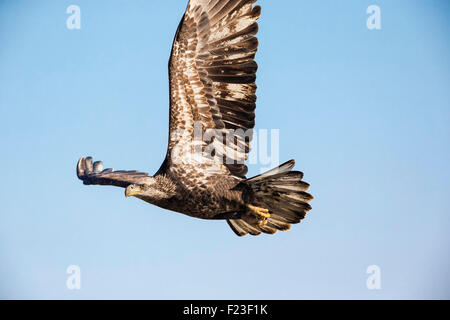 Sub-adult Weißkopfseeadler fliegt / flattern seine Flügel - Maryland, USA Stockfoto