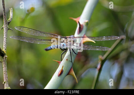 Close-up, Makro-Foto einer Libelle mit seinen Flügeln ruhen auf eine wilde Rosenbusch verteilen. Stockfoto