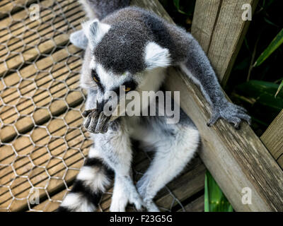 Katta im Woburn Safari Park Stockfoto