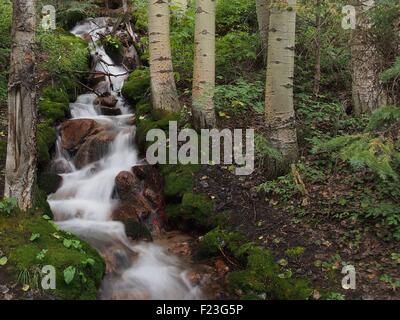 Ein kleiner Bach im Wald versteckt, mit dem Wasser ein paar Felsen und Geröll unter einige Birken zum Einsturz. Stockfoto