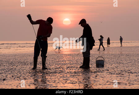 Auf der Suche nach Fischer Köder Würmer. Brighton und Hove Strand bei Ebbe. East Sussex, England Stockfoto
