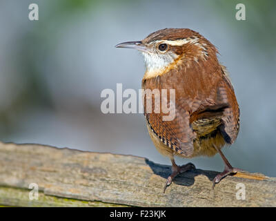 Carolina Wren stehend auf einem Baumstamm Stockfoto