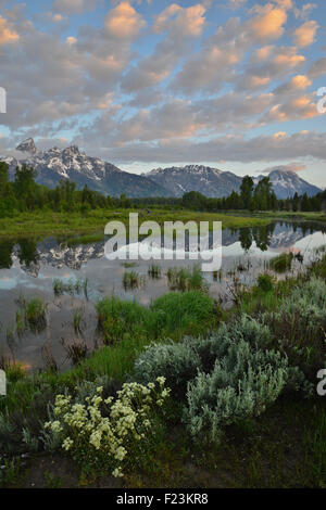 Morgenwolken spiegelt sich in den Teichen der Rückstau des Snake River im Schwabacher Landung im Grand Teton National Park in Wyoming Stockfoto