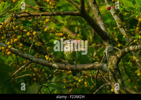 Die weißen Wangen Barbet oder kleine grüne Barbet (Megalaima Viridis) ist eine Art von Barbet in Südindien gefunden. Stockfoto