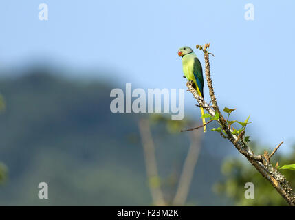 Die Blue-winged Sittich, auch bekannt als der Malabar-Sittich ist eine Art von Sittich in der indischen Westghats endemisch Stockfoto