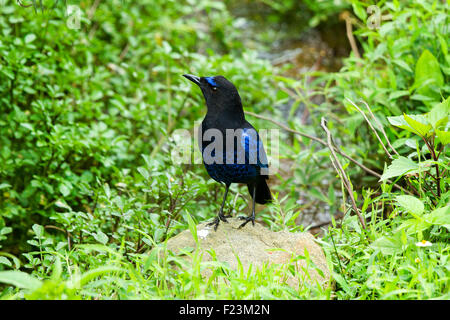 Das Malabar Pfeifen Drossel (Myophonus Horsfieldii) ist ein pfeifendes Soor in der Familie Muscicapidae. Stockfoto