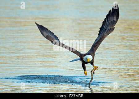 Weißkopfseeadler, packte einen Fisch Stockfoto