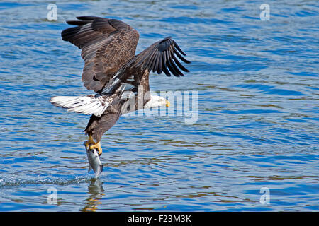 Weißkopfseeadler, packte einen Fisch Stockfoto
