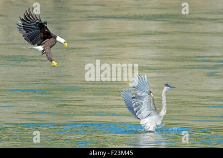 Weißkopfseeadler, packte einen Fisch Stockfoto