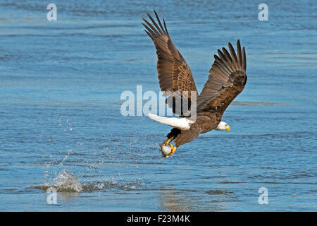 Weißkopfseeadler, packte einen Fisch Stockfoto