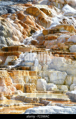 Terrasse-Formationen in Mammoth Hot Springs im nordwestlichen Yellowstone National Park im Nordwesten von Wyoming Stockfoto