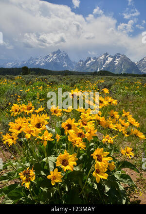 Balsm Root Blumen blühen Anfang Juni im Grand Teton National Park nördlich von Jackson, Wyoming Stockfoto
