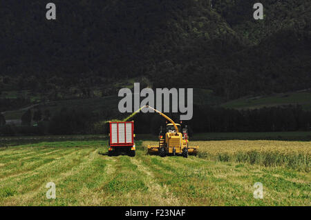 Bauern ernten eine Ernte von Triticale für Silage in einem Milchviehbetrieb West Coast, Südinsel, Neuseeland Stockfoto