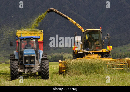 Bauern ernten eine Ernte von Triticale für Silage in einem Milchviehbetrieb West Coast, Südinsel, Neuseeland Stockfoto