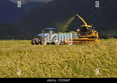 Bauern ernten eine Ernte von Triticale für Silage in einem Milchviehbetrieb West Coast, Südinsel, Neuseeland Stockfoto